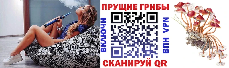 Псилоцибиновые грибы Psilocybe Алатырь